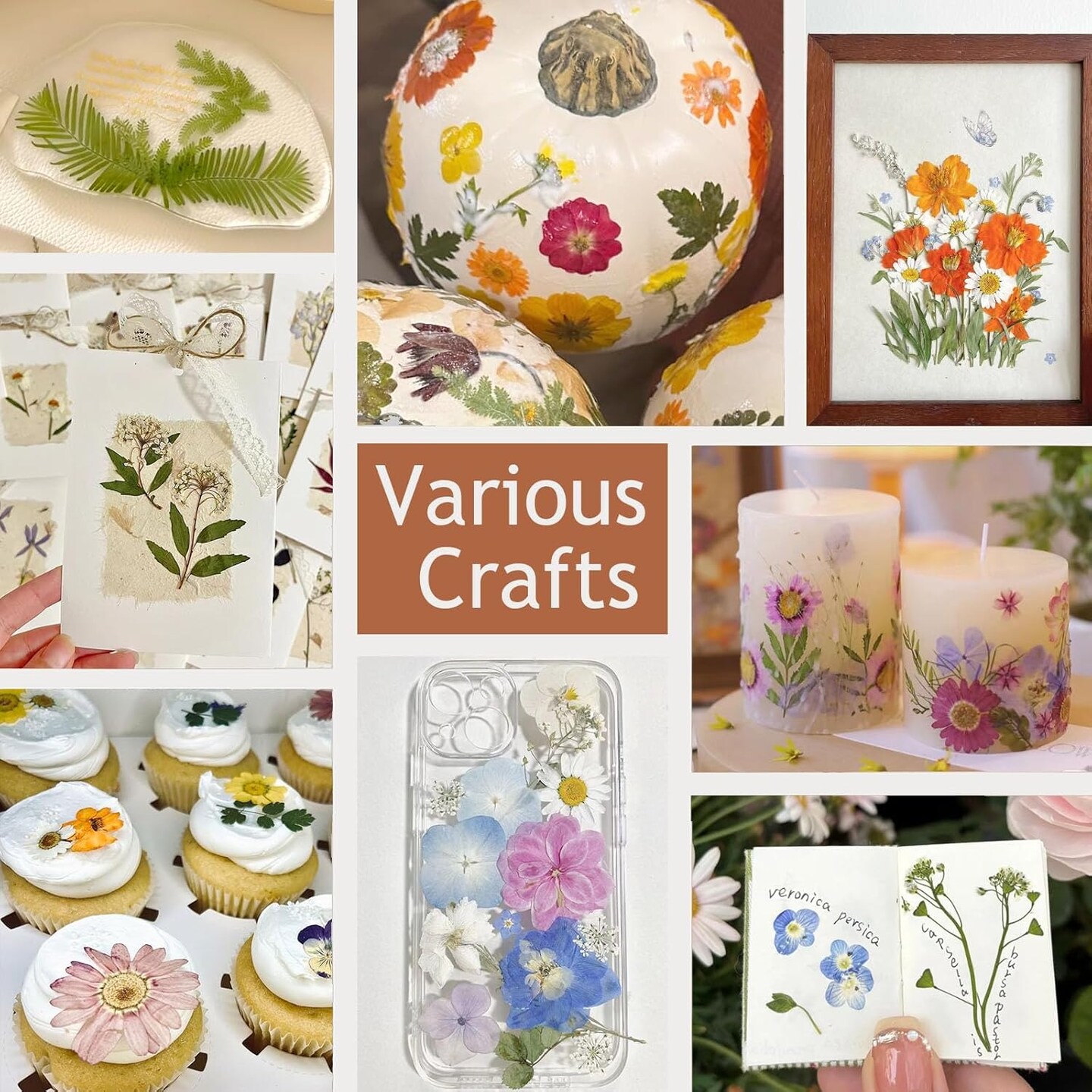 12 Packs Real Dried Flowers for Crafts