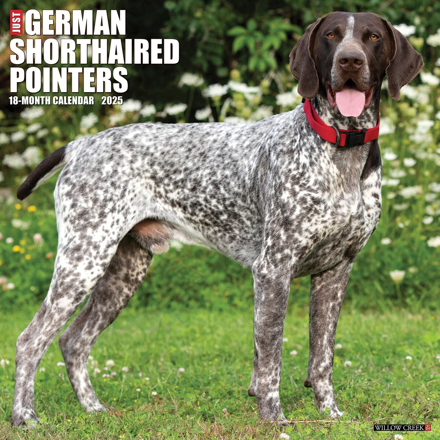 German Shorthaired Pointers 2025 Wall Calendar