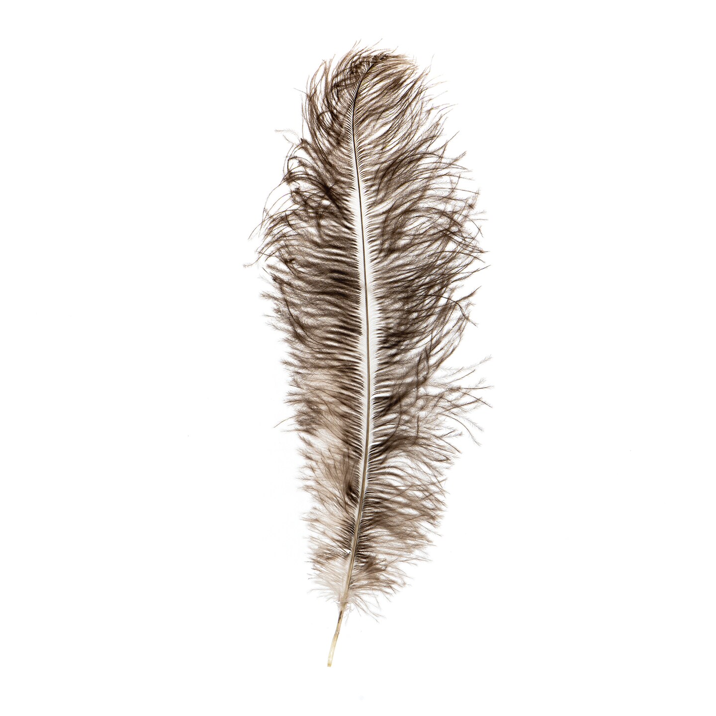 John Bead 11-13in Ostrich Drab Feathers