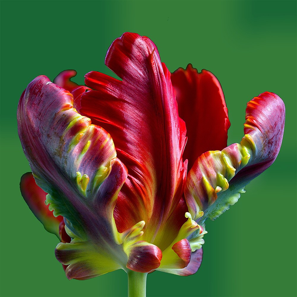 Rococo Parrot Tulip 6 Bulbs - Fire Red and Green - 12/+ cm Bulbs