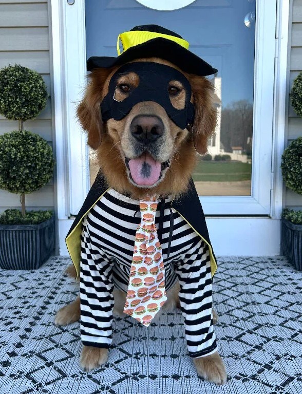 Stick Of Butter Dog Bandana - 100% Cotton Funny Food Costume For Halloween & Photos