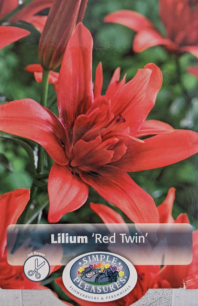 Red Twin Double Asiatic Lily 3 Bulbs 14/16 cm - Orange-Red