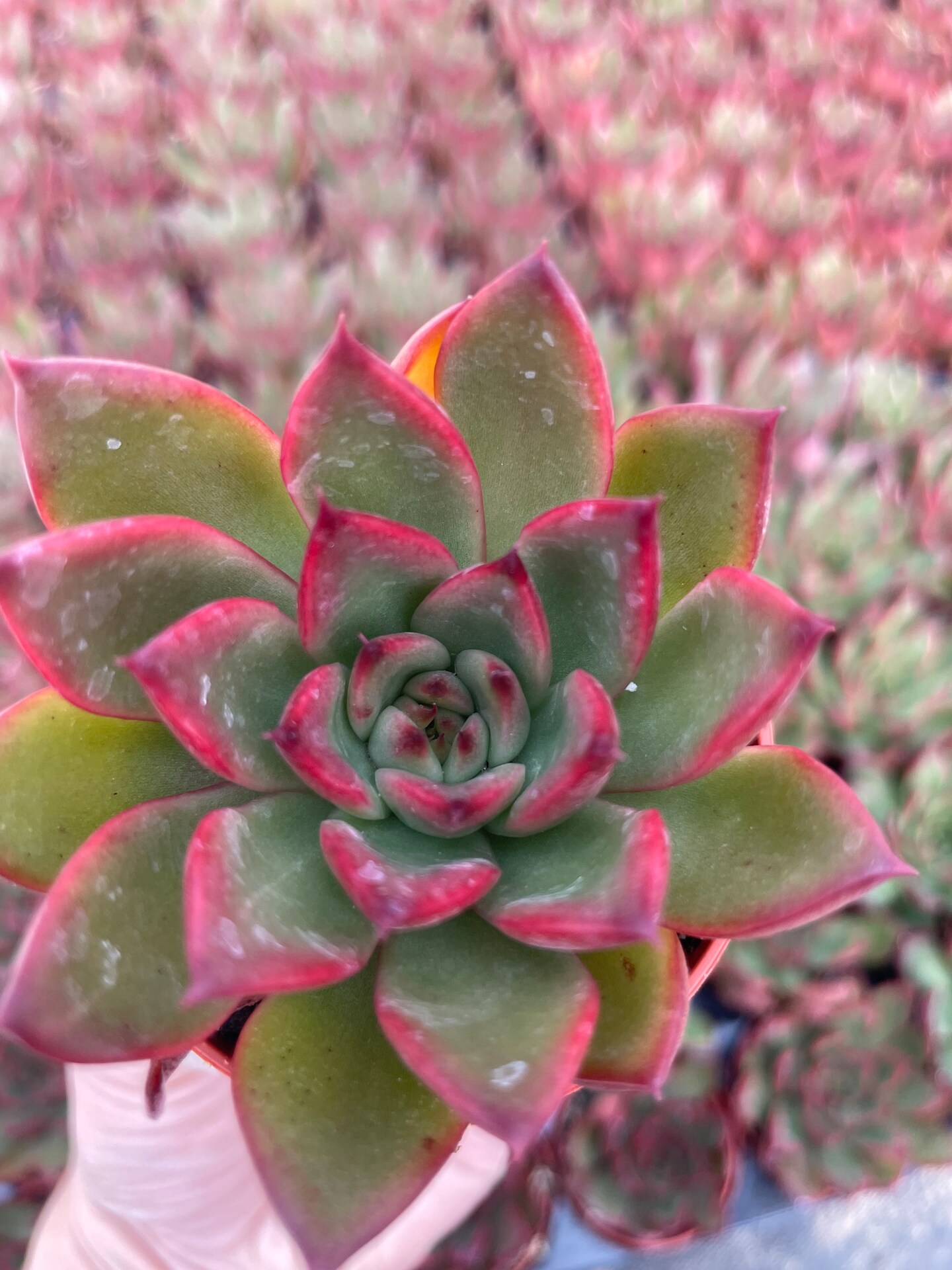 【✦echeveria✦再販受注生産✦size1✦Olive✦leather✦】 Echeveria 'Lola' [medium]