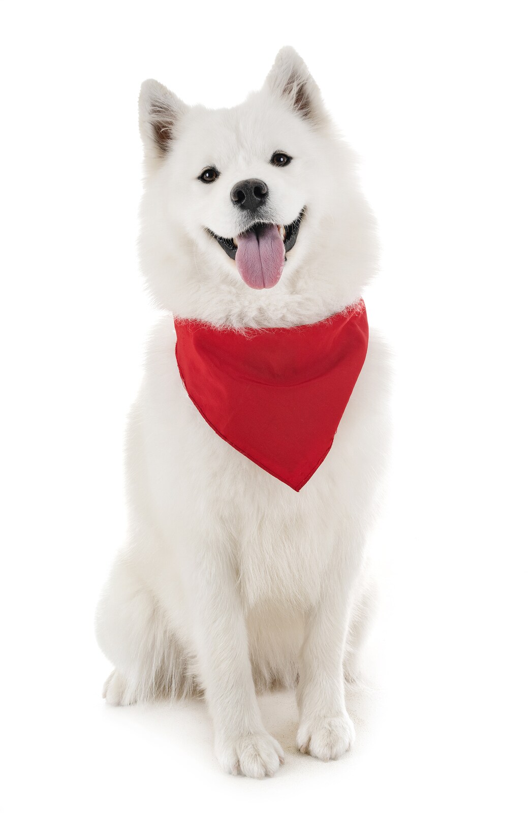 Balec Dog Solid Cotton Bandanas - 5 Pieces - Scarf Triangle Bibs for Any Small, Medium or Large Pets