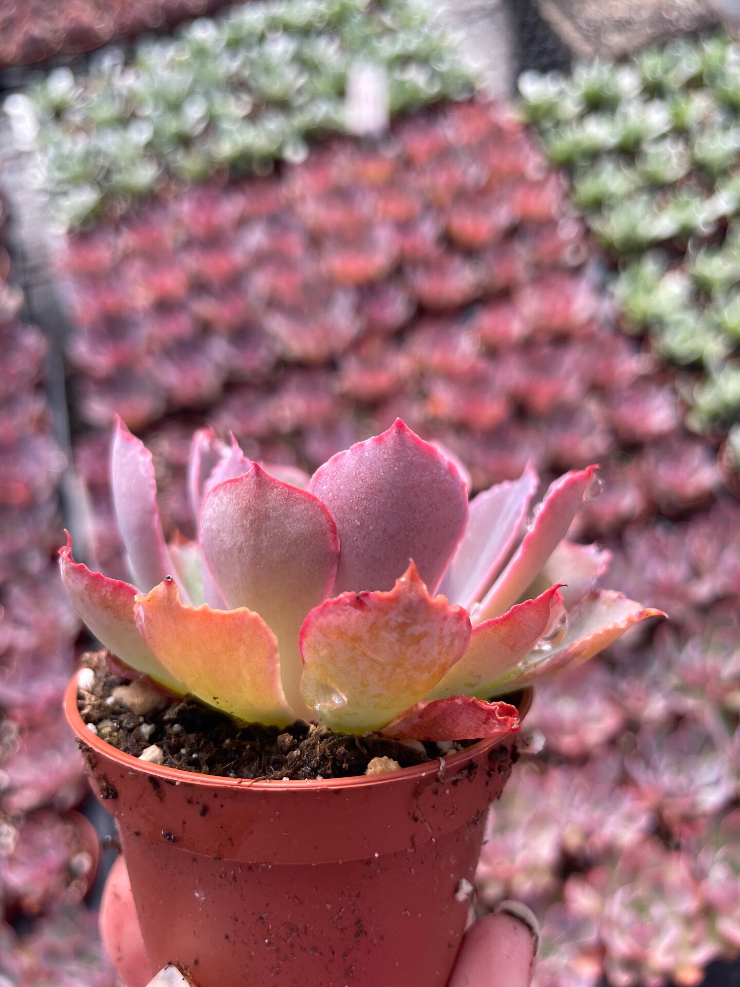 Echeveria Purple Dance | MakerPlace by Michaels