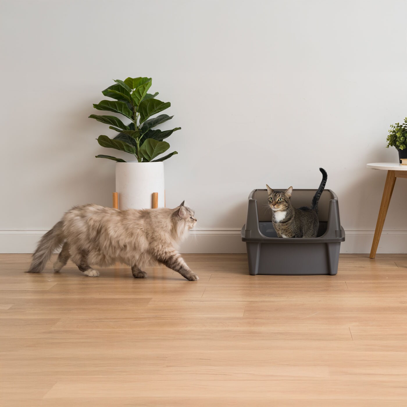 IRIS USA Extra Large Open Top Cat Litter Box with Scatter Shield, Sturdy Easy to Clean Open Air Kitty Litter Pan with Tall Spray