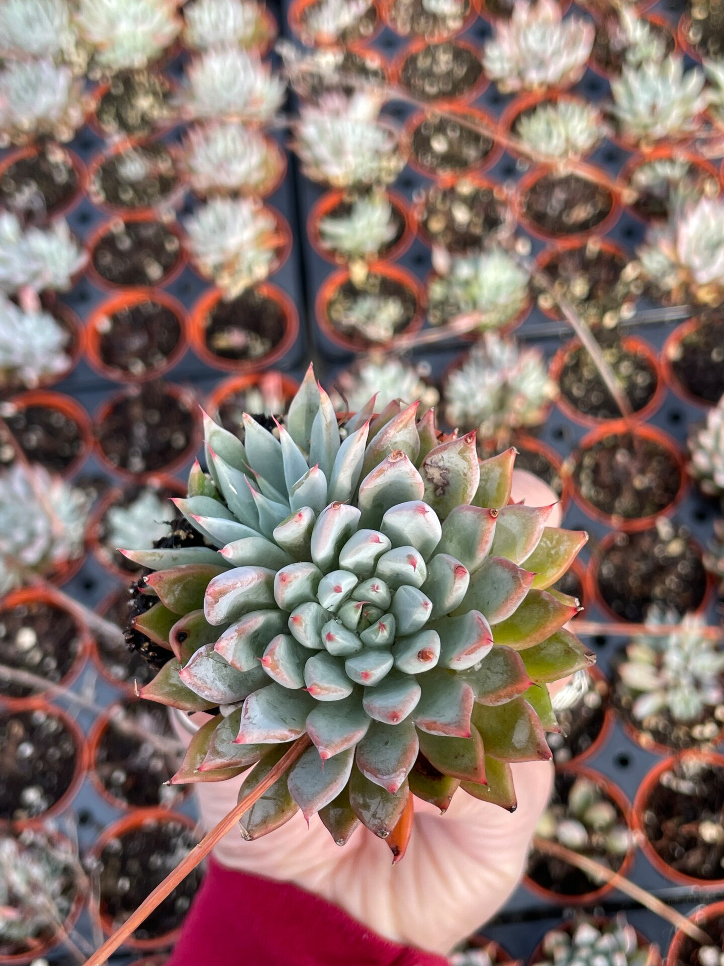 echeveria ブルゾン Weekend Mode! God morning everyone🥰 #clustersaremyfav . IDs