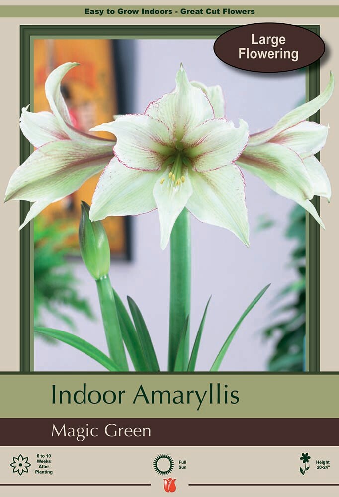 Magic Green Amaryllis - Creamy Green with Picotee Edges - 30/32cm Bulb