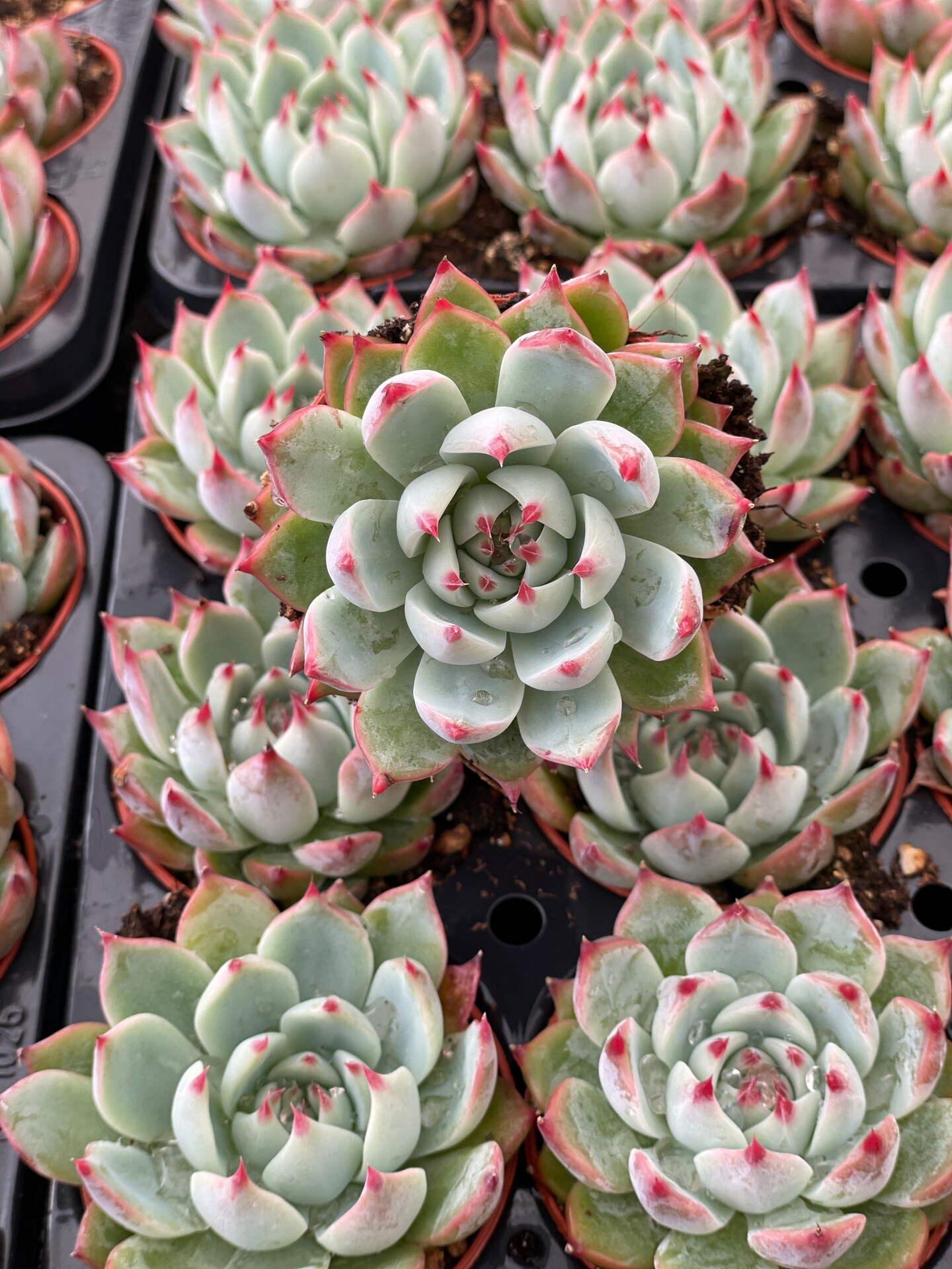 Echeveria Parva | MakerPlace by Michaels