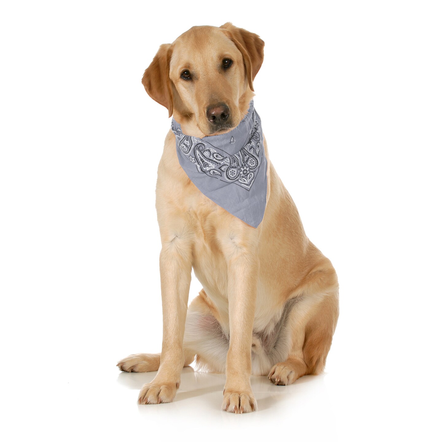 10-Pack Paisley Cotton Dog Scarf Triangle Bibs - XL and Washable