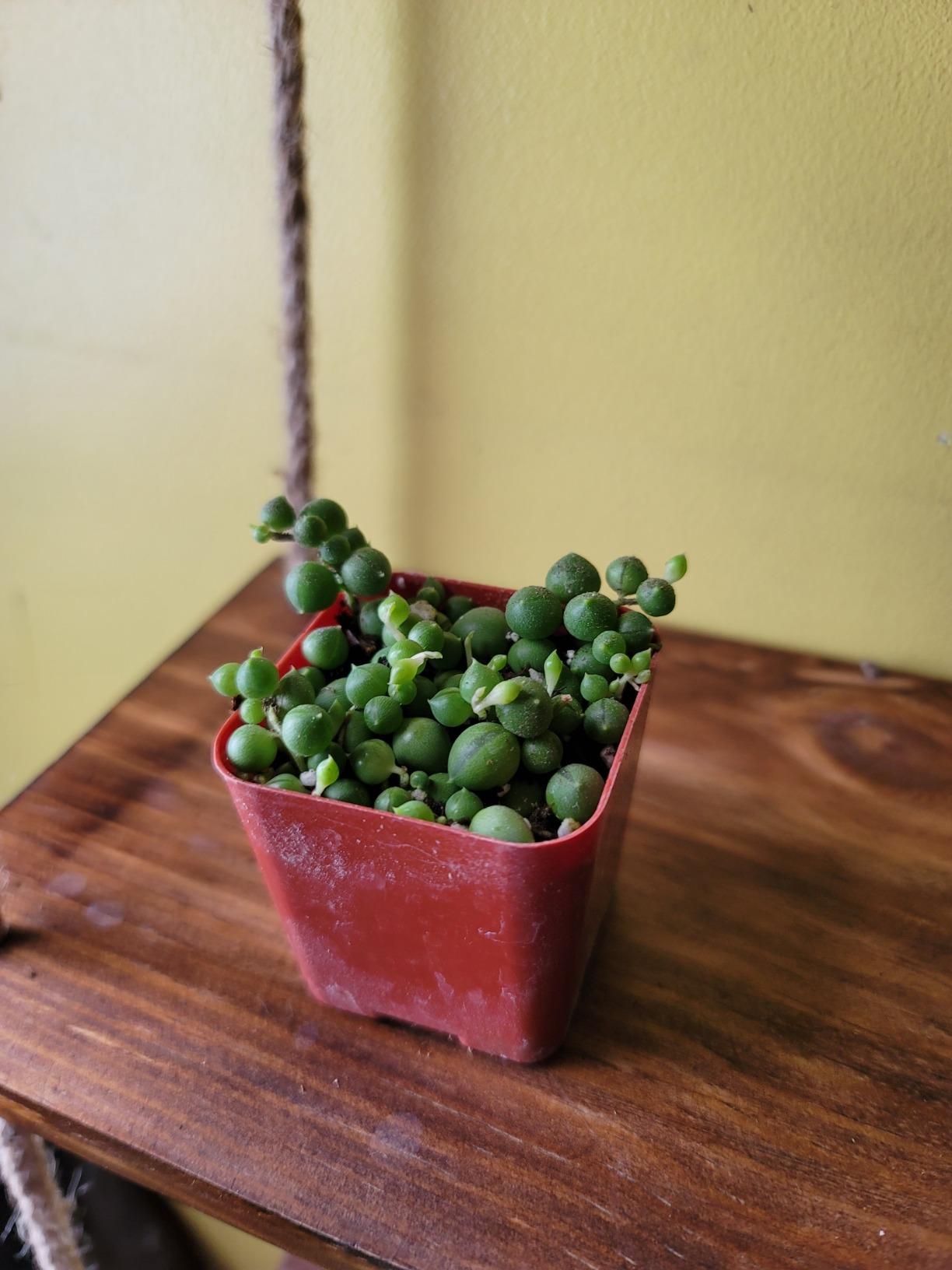 String of Pearls Live Succulent Plants Fully Rooted Rare House Plant for Home Office Decoration, DIY Projects, Party Favor Gift