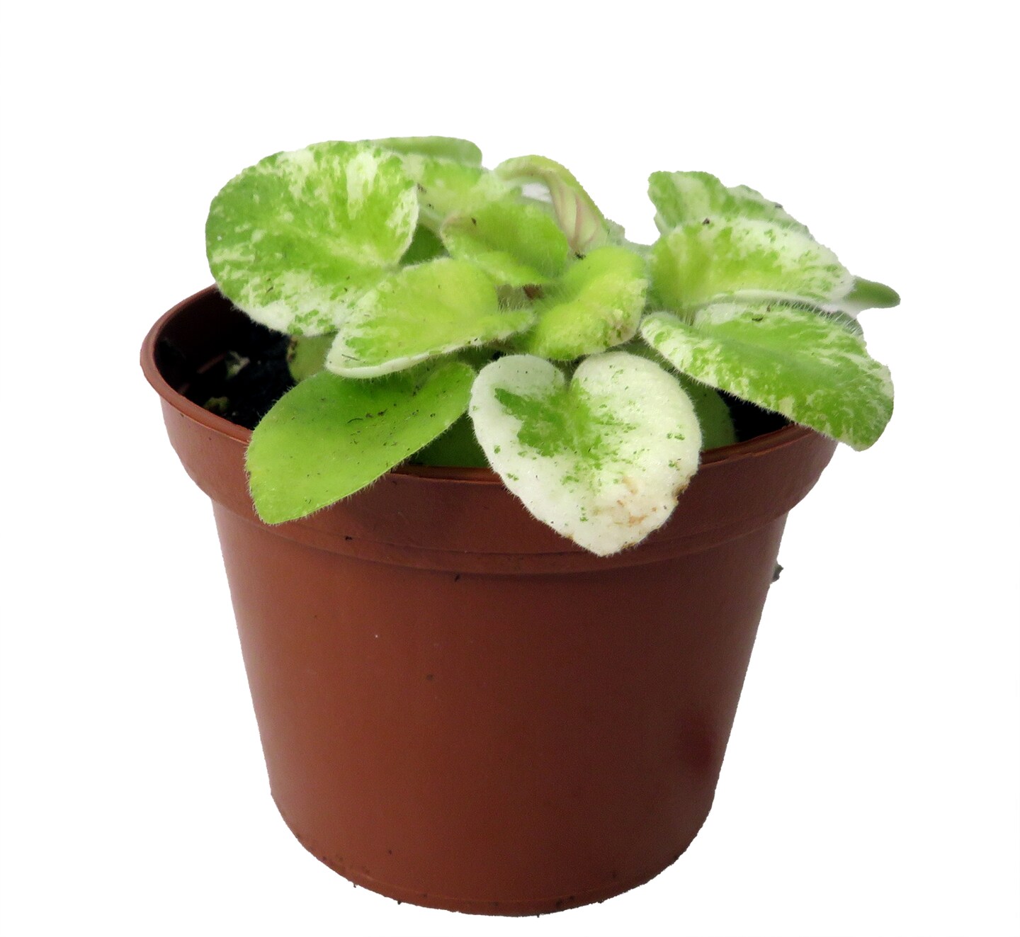 Dark Kiss Miniature African Violet - 2&#x22; Pot - Violet Collector&#x27;s Series