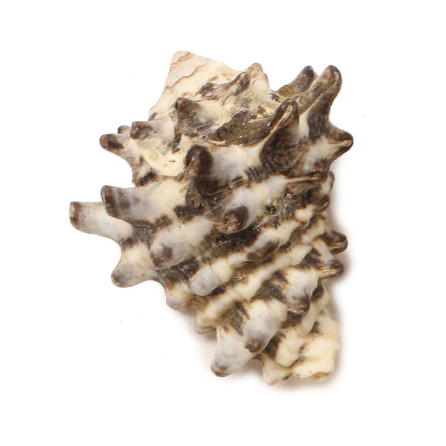 2&#x22; Murex Shell Magnet