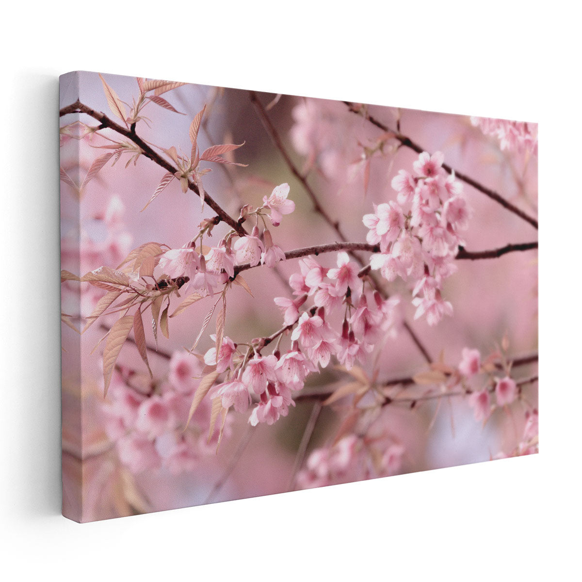 Oil painting on canvas original Cherry blossom painting Flower paintings White reddish cherry blossoms factory