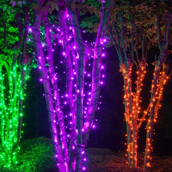 70 5mm Purple LED Christmas Halloween Lights, 4" Spacing, Black Wire