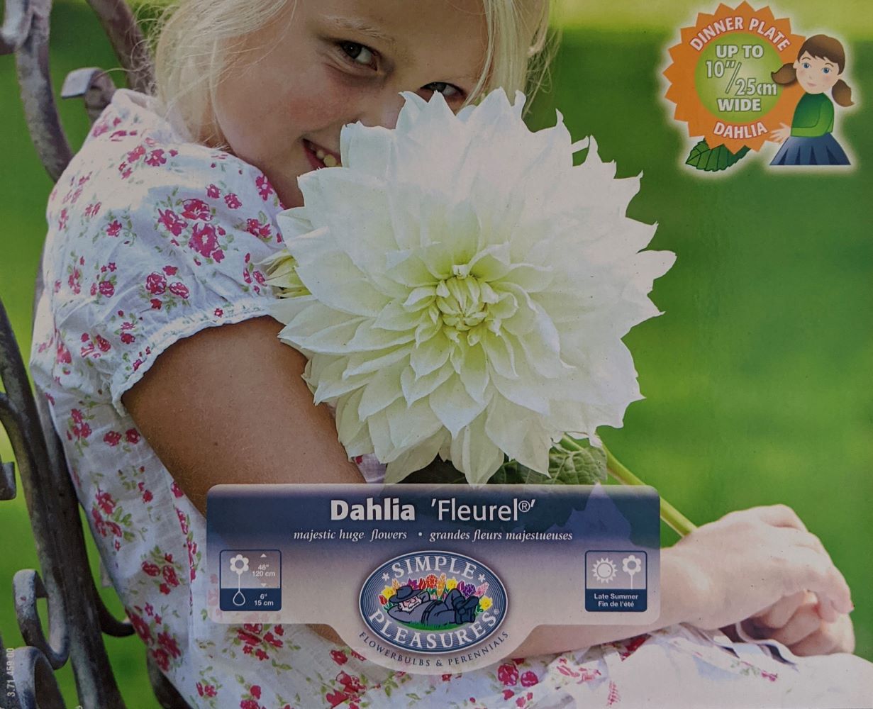 White Fleurel Dinnerplate Dahlia - Pure White! - #1 Size Root Clump
