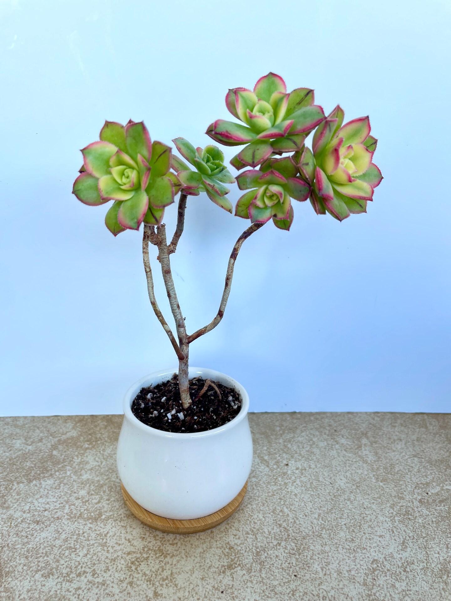 Kiwi Aeonium Succulent Bonsai