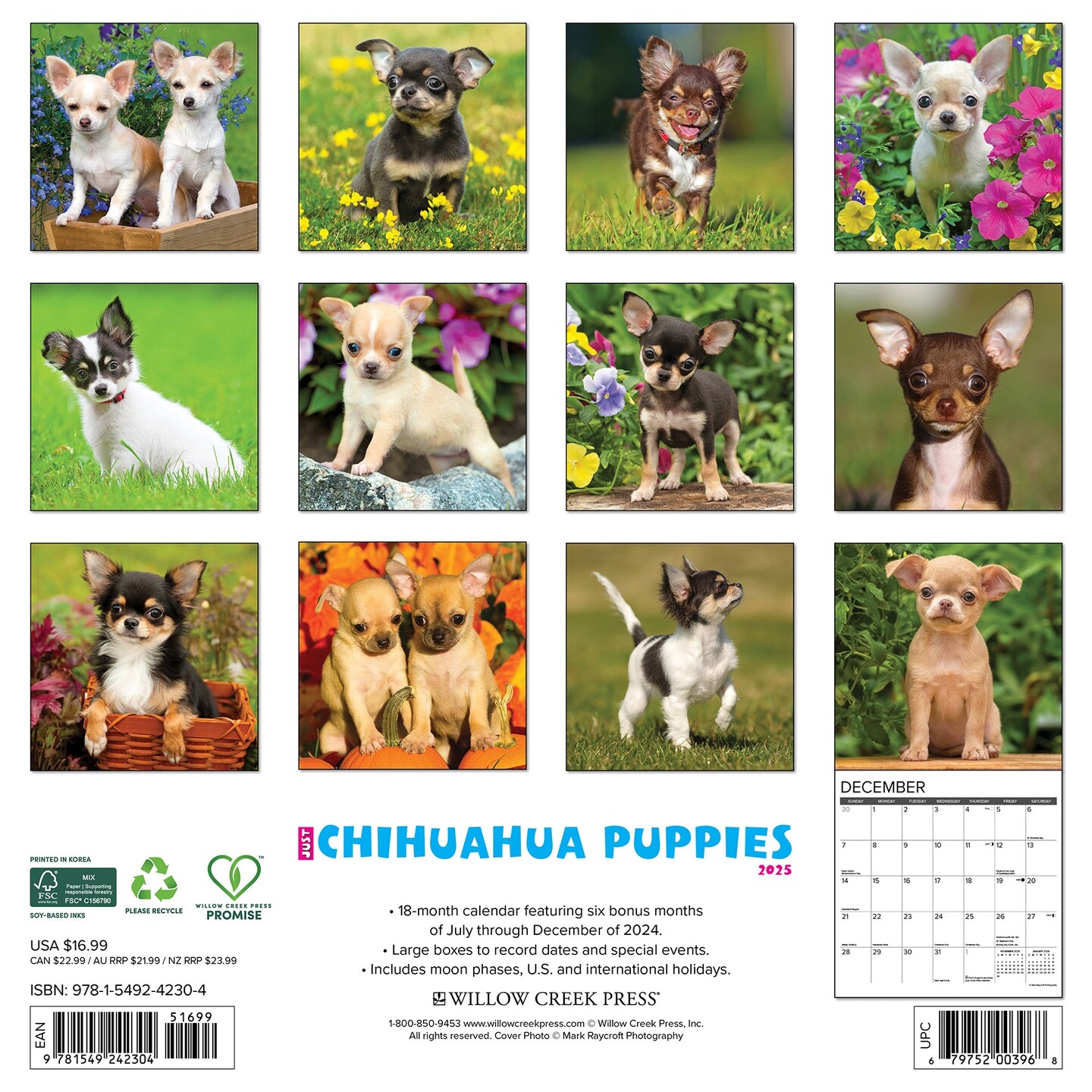Chihuahua Puppies 2025 Wall Calendar