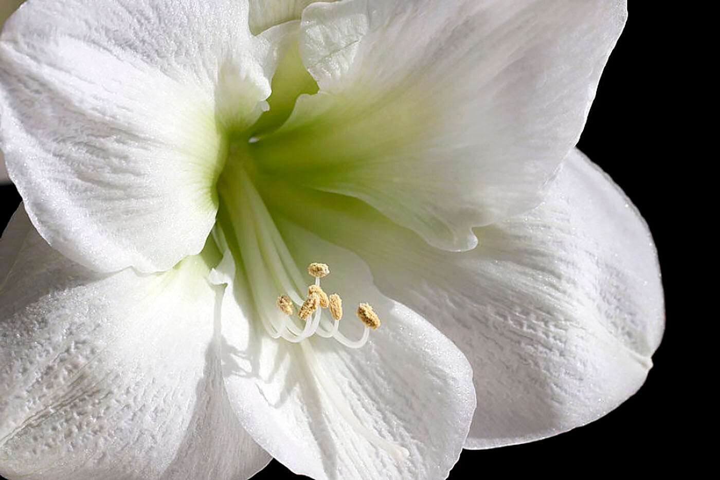 Maria Goretti Pure White Dutch Amaryllis Bulb - 30/32 cm