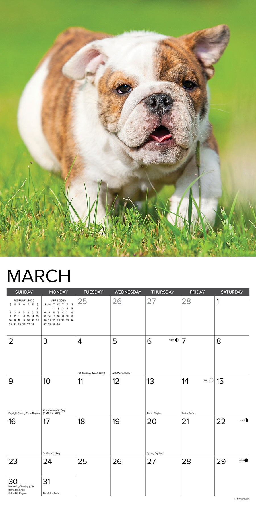 Bulldog Puppies 2025 Wall Calendar