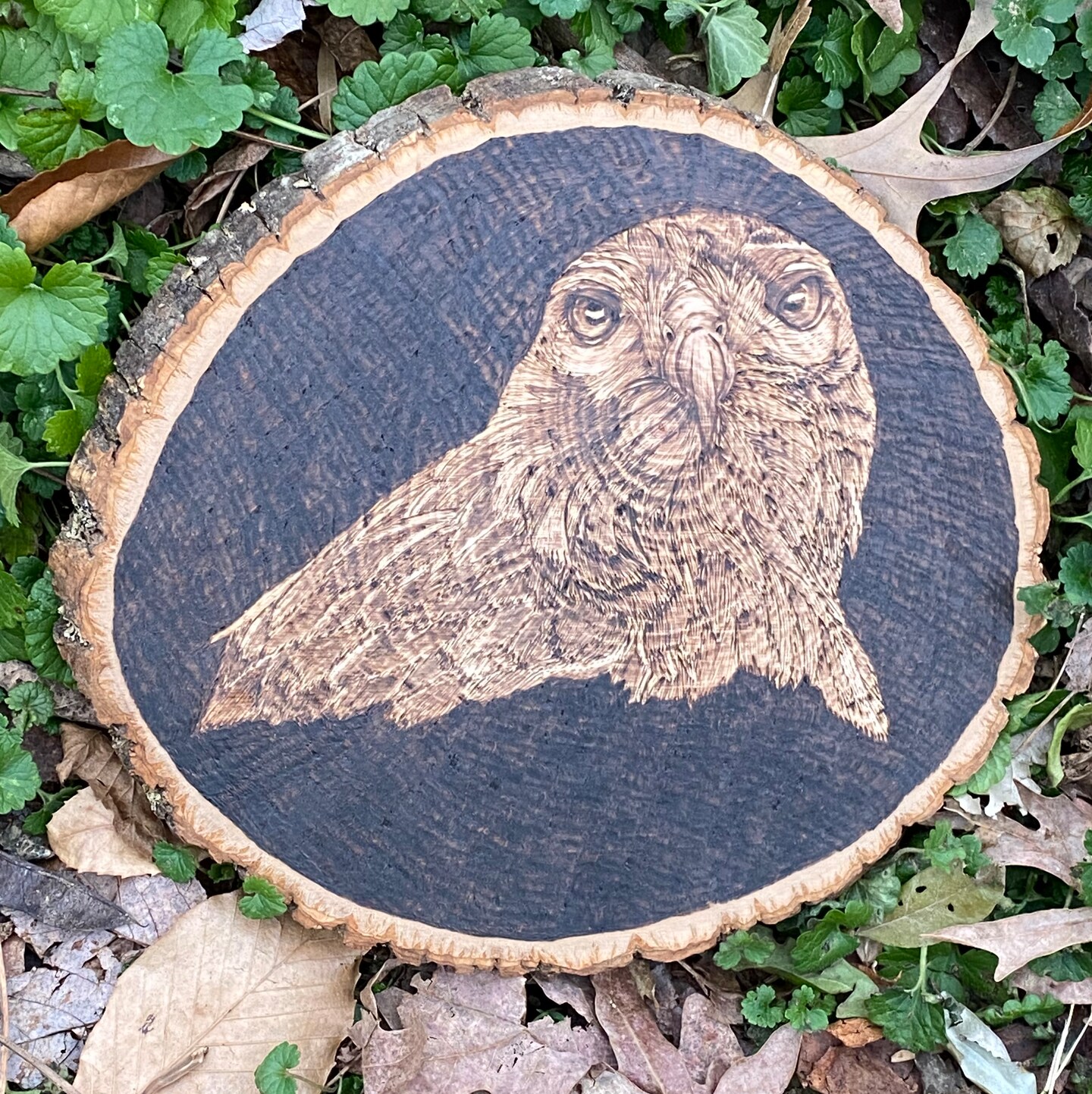 A Cooper's Hawk, Captured in Wood