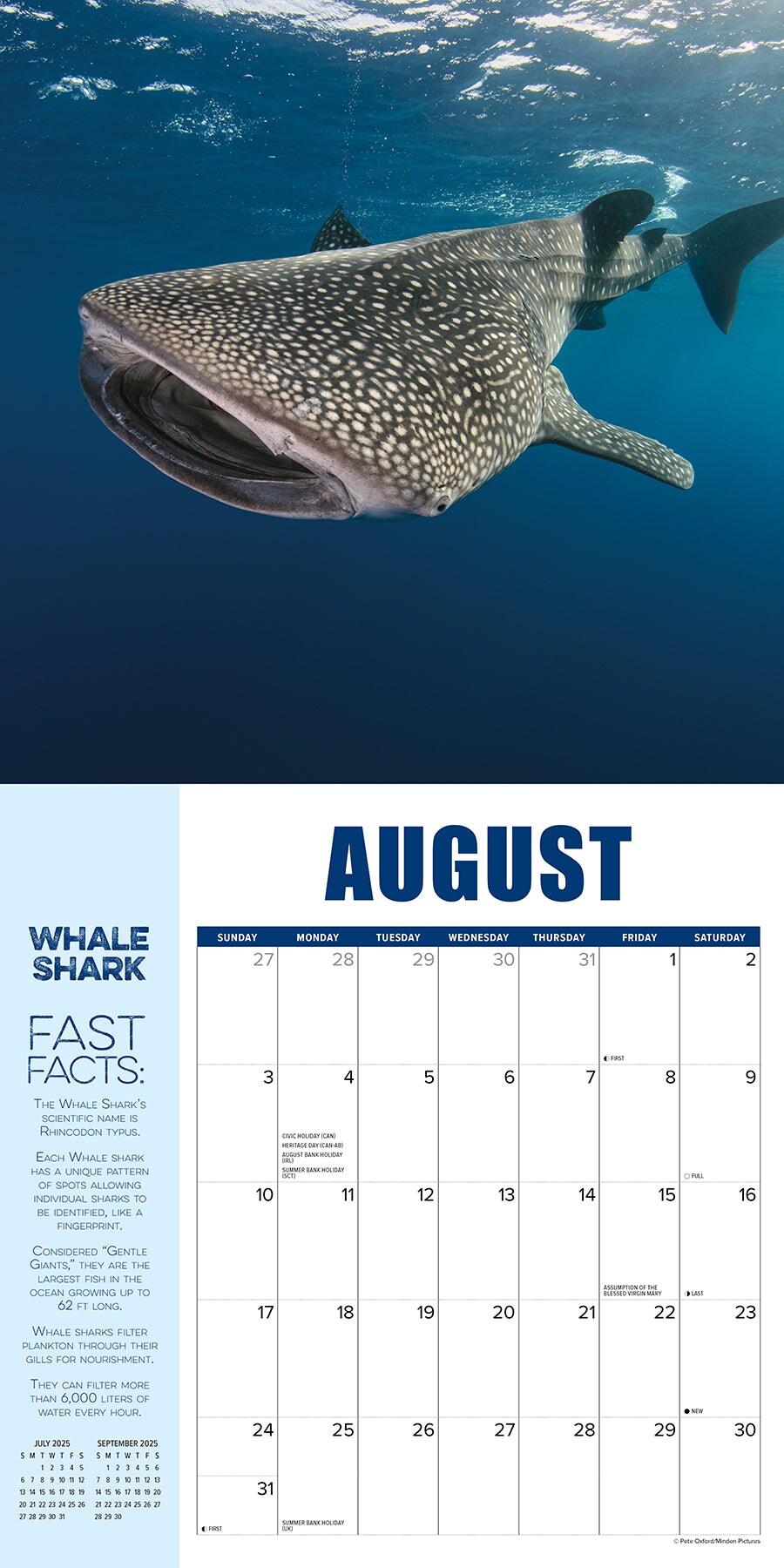 Shark Year 2025 Wall Calendar