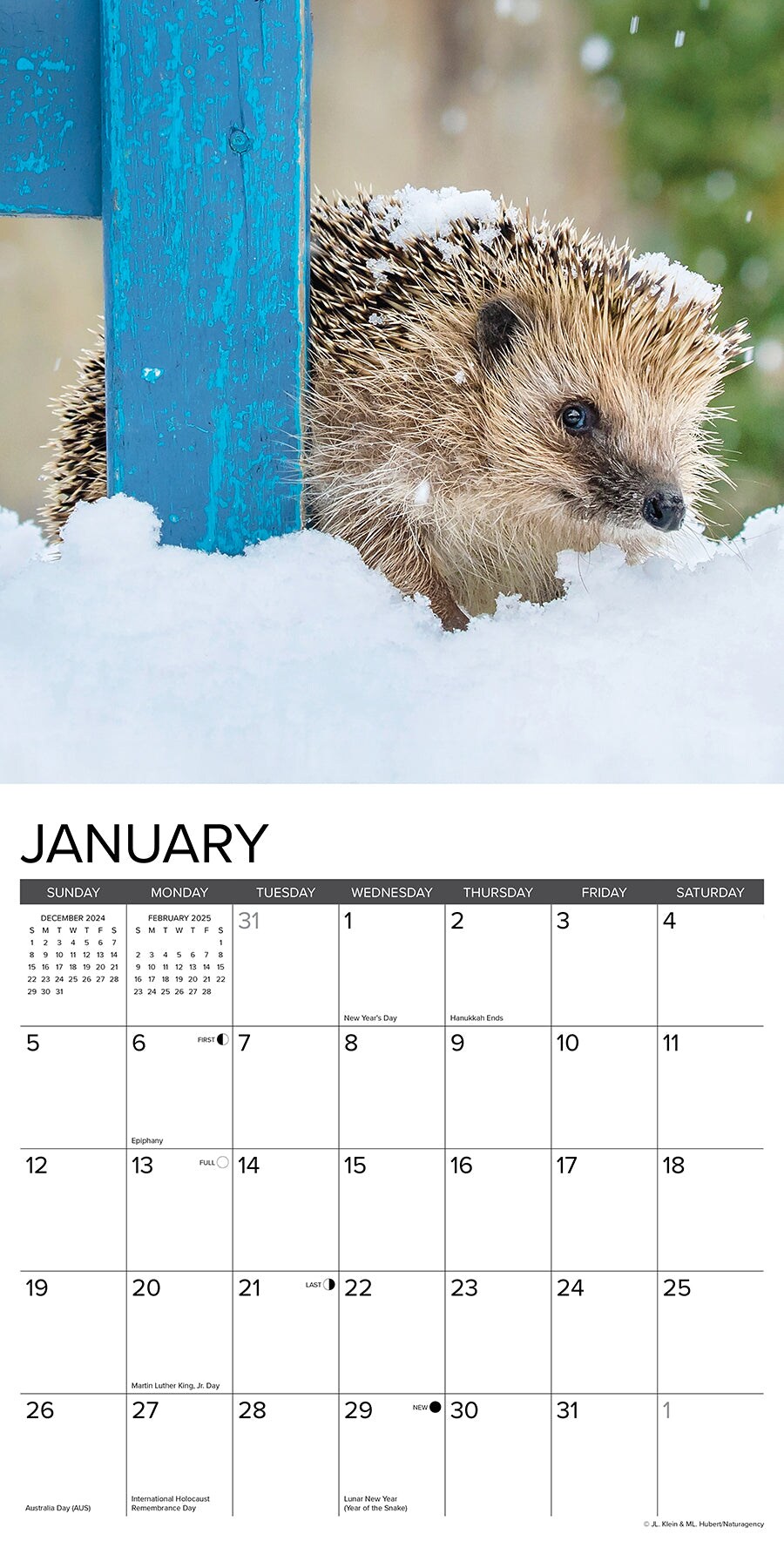 Hedgehogs 2025 Wall Calendar