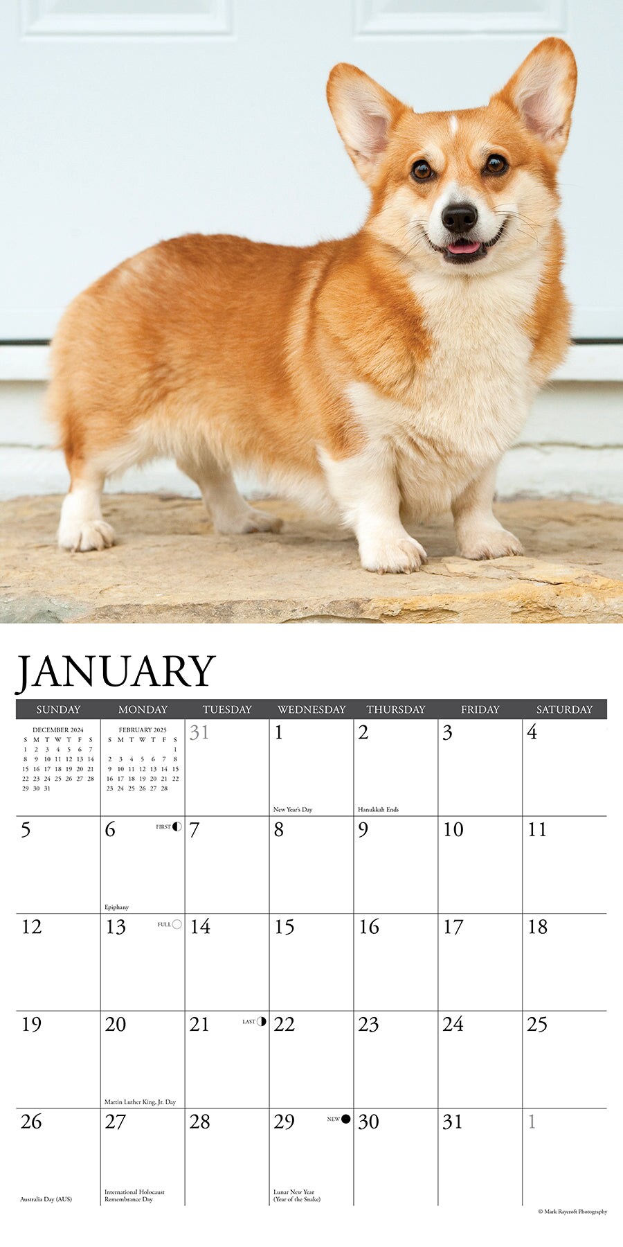 Pembroke Corgis 2025 Wall Calendar