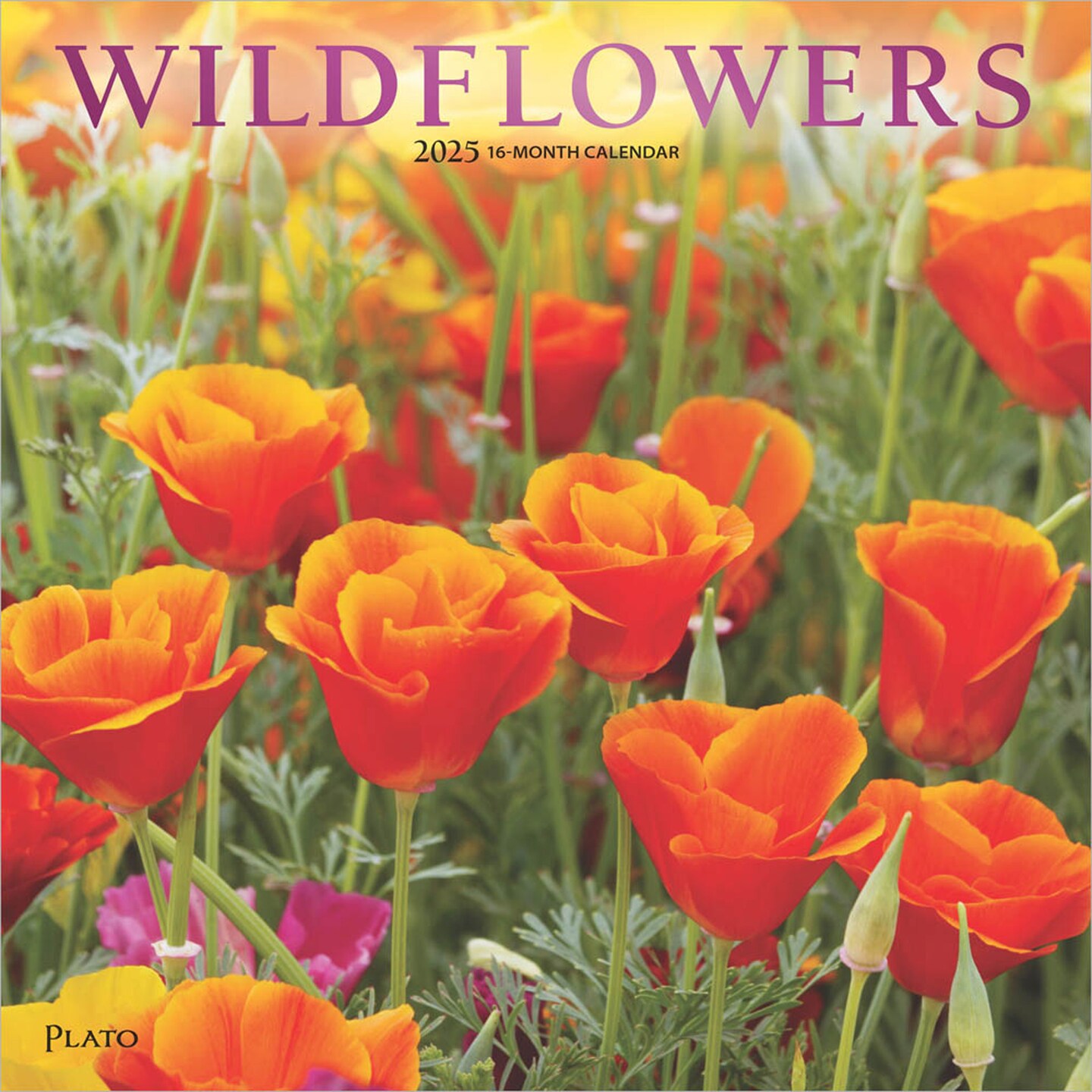 Wildflowers | 2025 12 x 24 Inch Monthly Square Wall Calendar | Foil Stamped Cover | Plato | Outdoor Plant Floral