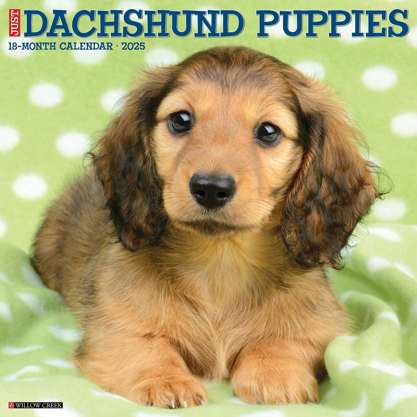 Dachshund Puppies 2025 Wall Calendar