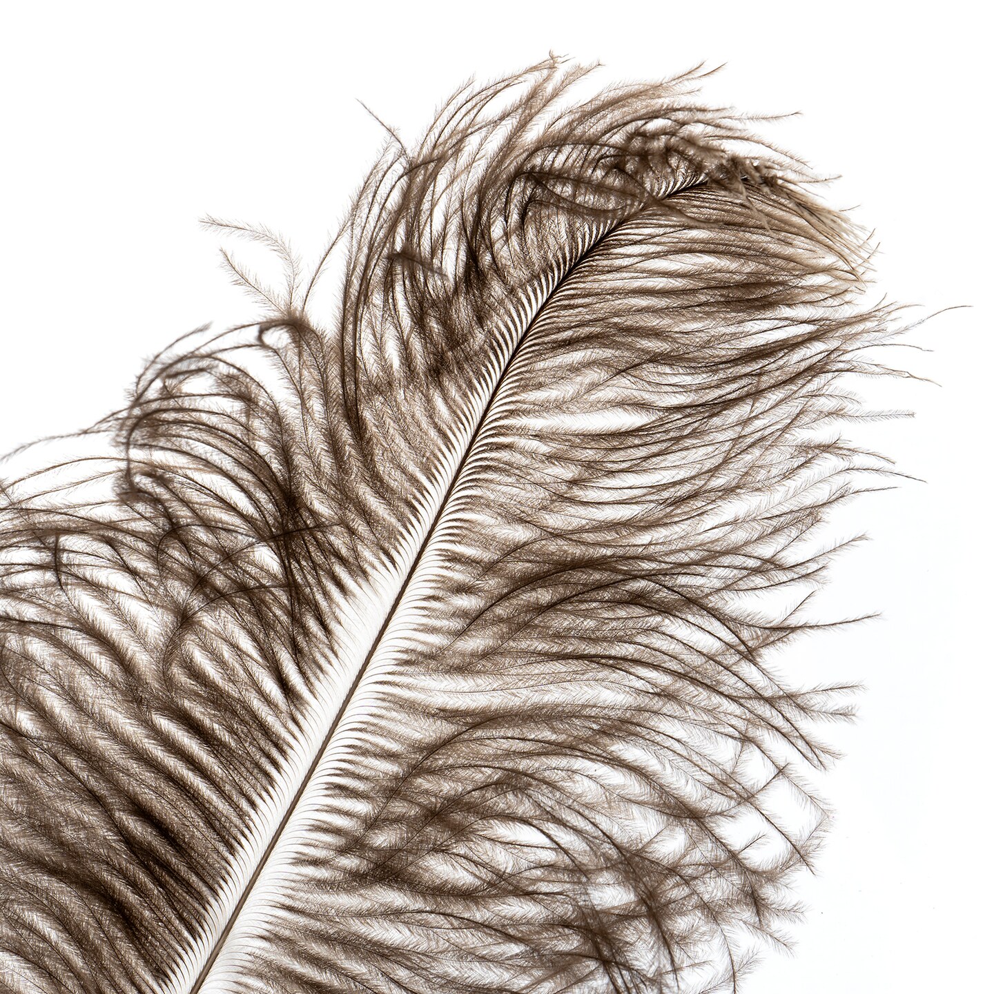John Bead 11-13in Ostrich Drab Feathers