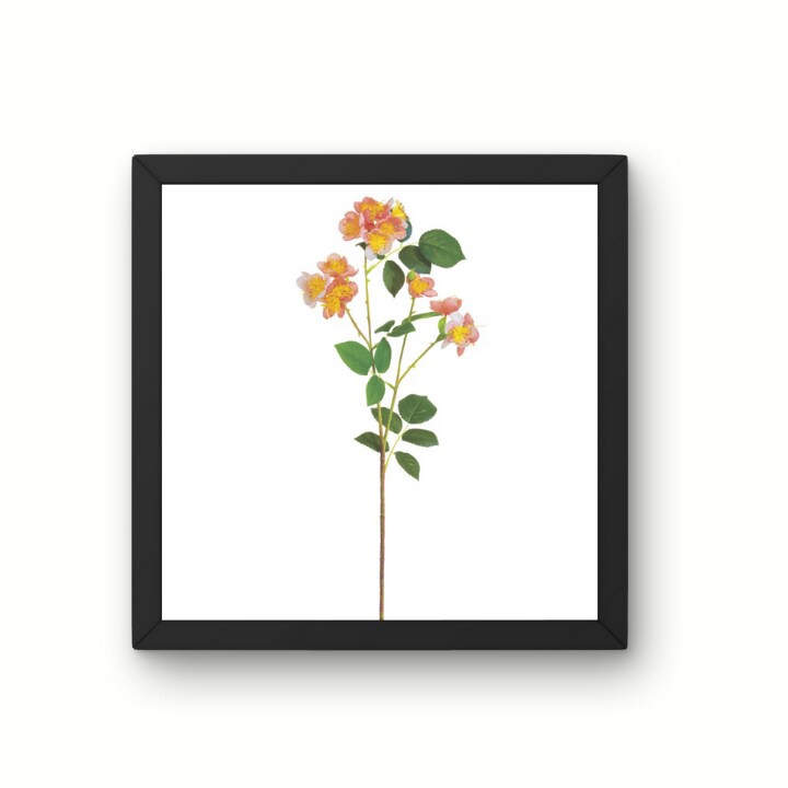 26&#x22; Wild Cottage Garden Rose Spray | Coral Faux Floral Stem
