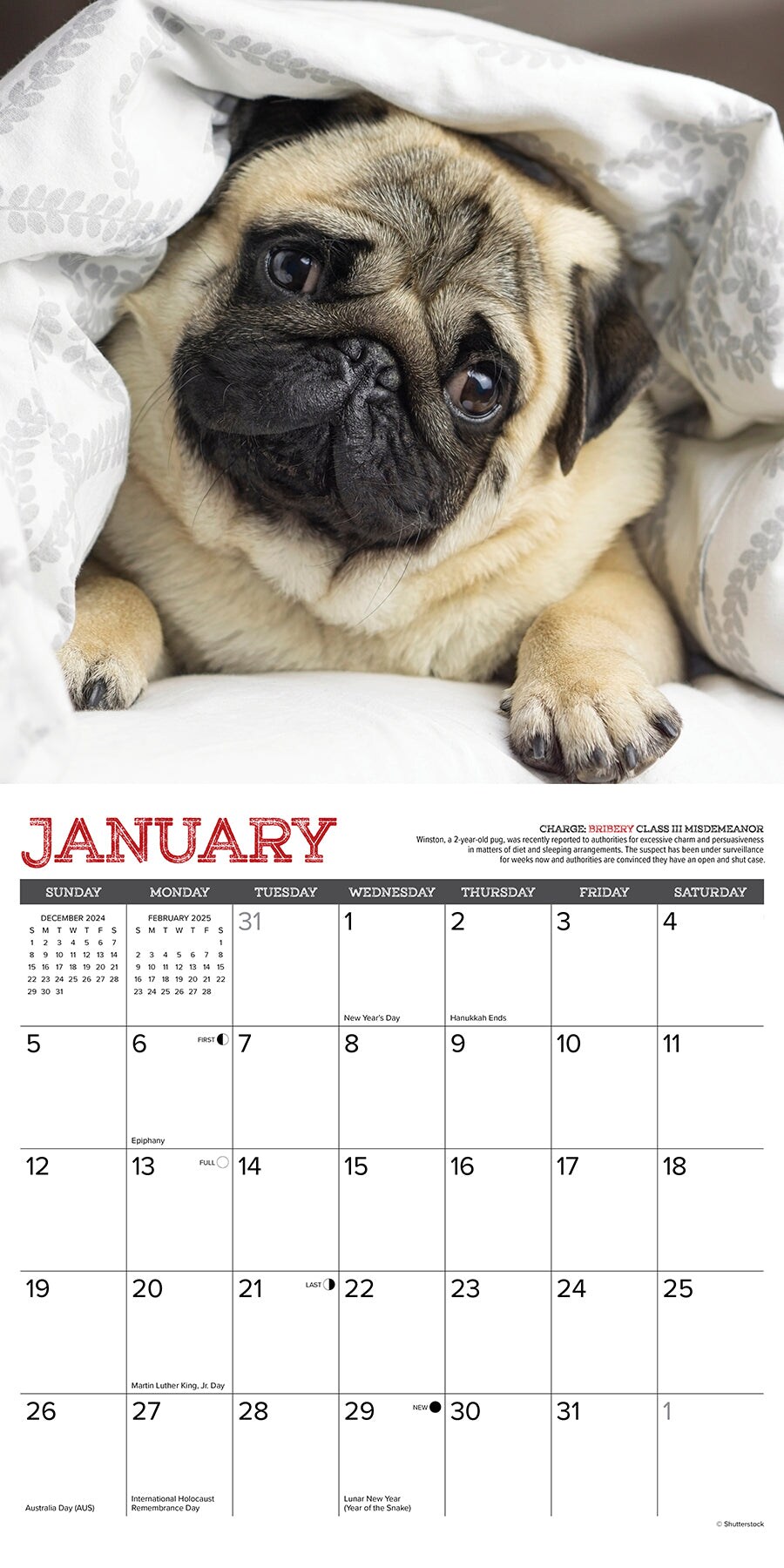 Pug Mugs 2025 Wall Calendar