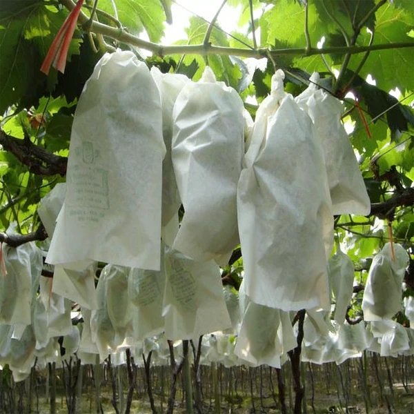 50 PCS Fruit Protection Bags 8x12 Inch – Non-Woven Drawstring Plant & Fruit Barrier Bags for Garden, Trees & Vegetables