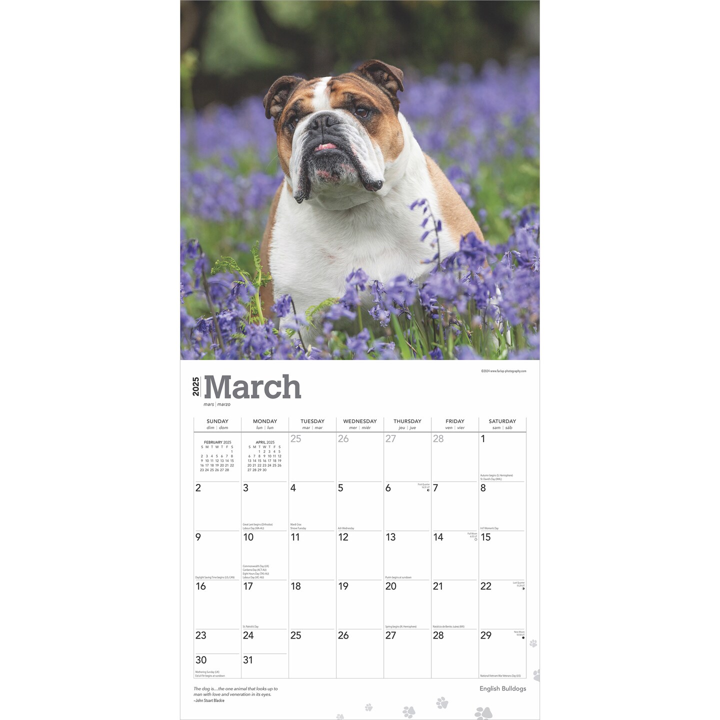 English Bulldogs | 2025 12 x 24 Inch Monthly Square Wall Calendar | Plastic-Free | BrownTrout | Animals Dog Breeds