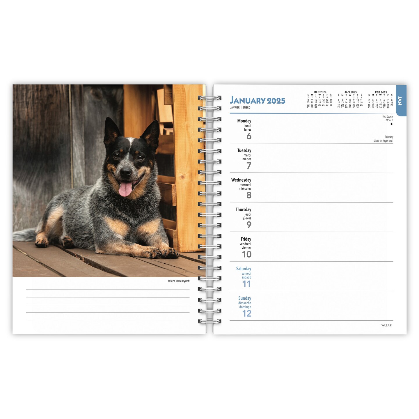 Blue Heelers | 2025 6 x 7.75 Inch Spiral-Bound Wire-O Weekly Engagement Planner Calendar | New Full-Color Image Every Week | BrownTrout | Animals Dog Breeds Pets