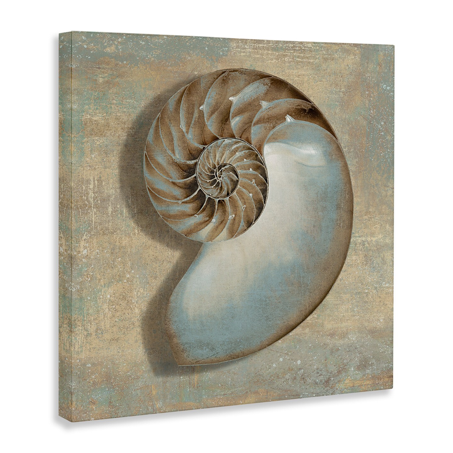 Stupell Industries Shell Beach Objects Design Canvas Wall Art