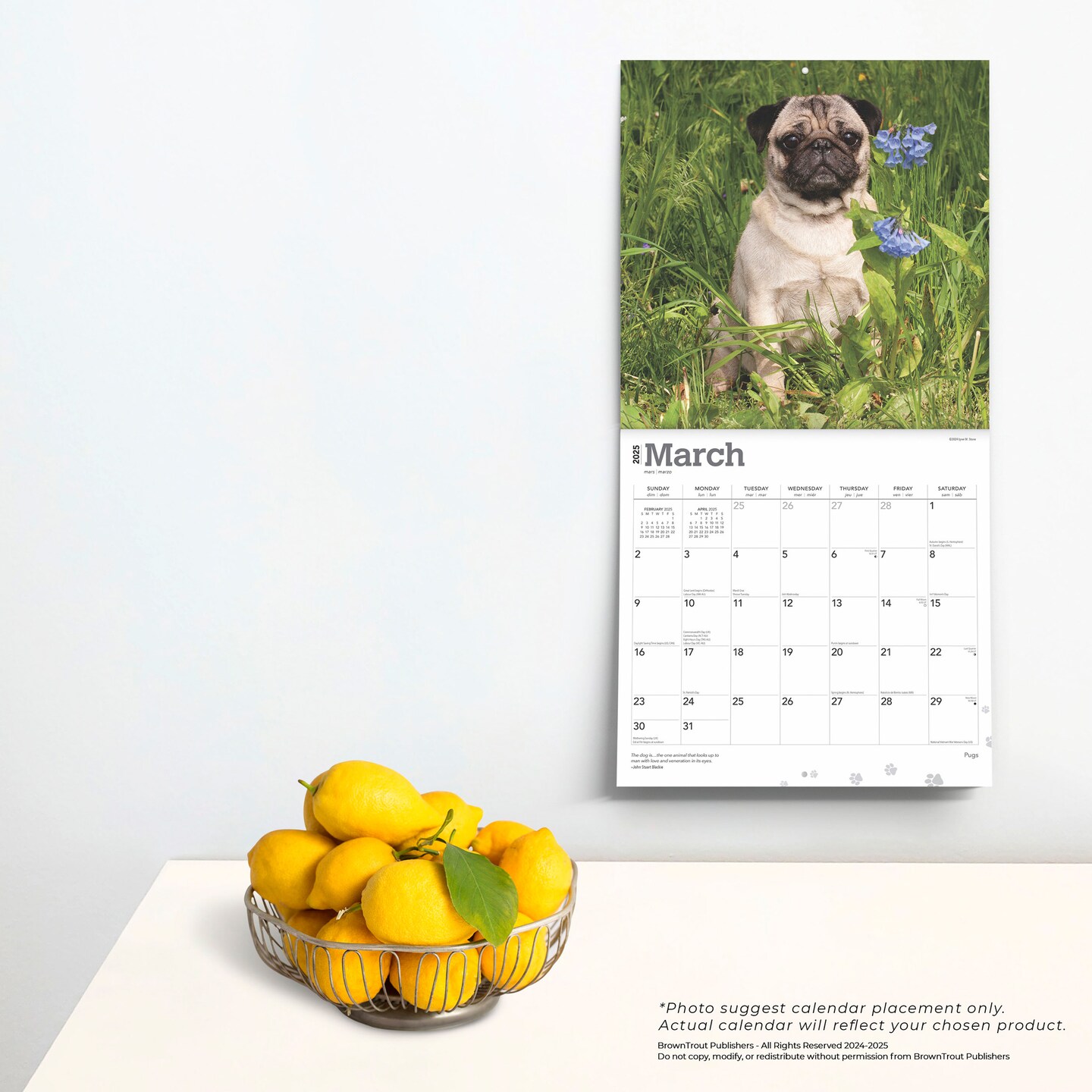 Pugs | 2025 12 x 24 Inch Monthly Square Wall Calendar | Plastic-Free | BrownTrout | Animals Dog Breeds