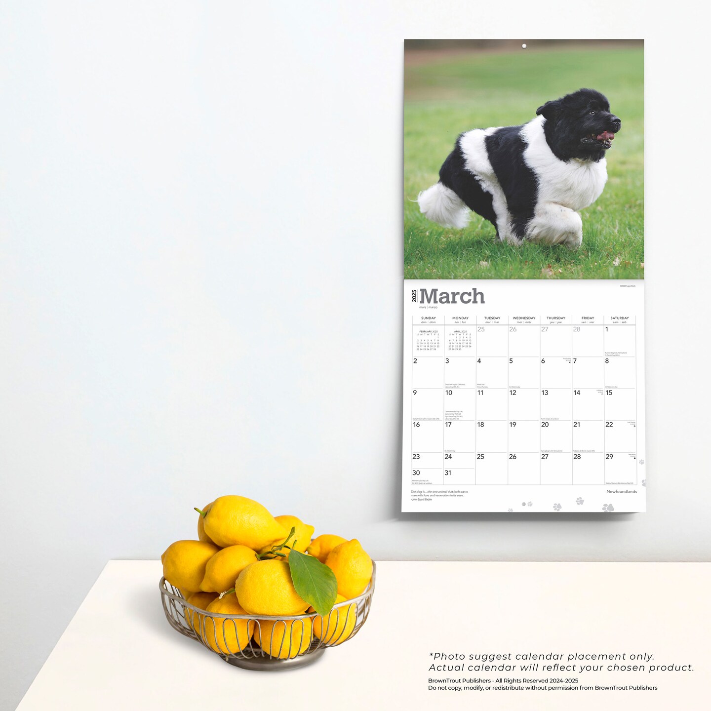 Newfoundlands | 2025 12 x 24 Inch Monthly Square Wall Calendar | Plastic-Free | BrownTrout | Animals Dog Breeds