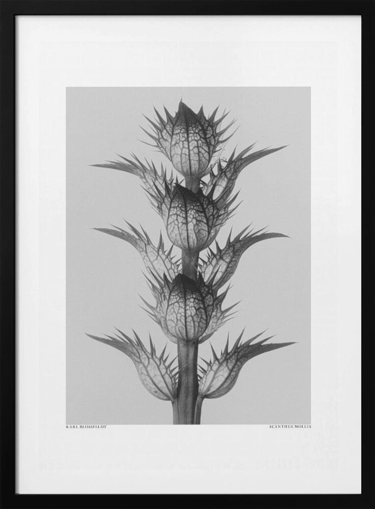 Acanthus mollis Framed Art Modern Wall Decor Michaels