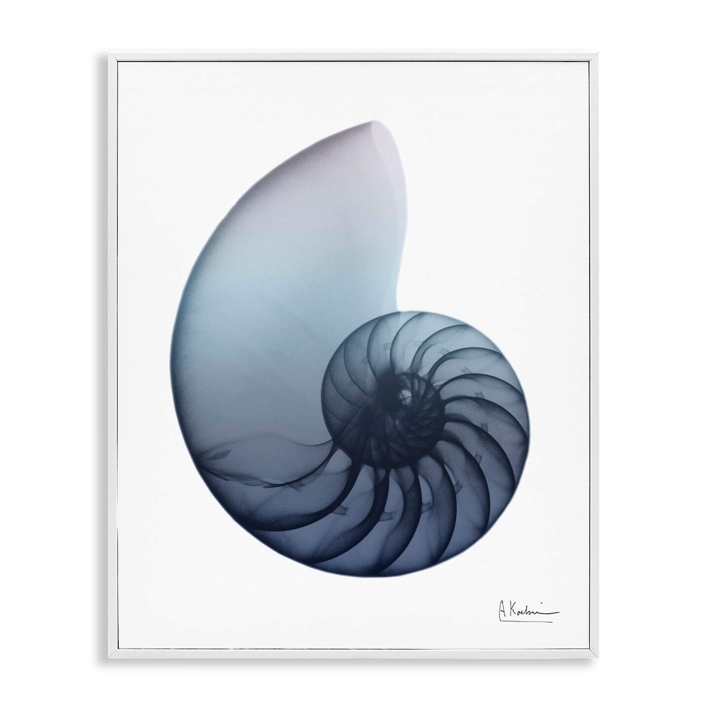 Stupell Industries Contemporary Nautilus Shell Framed Giclee Art