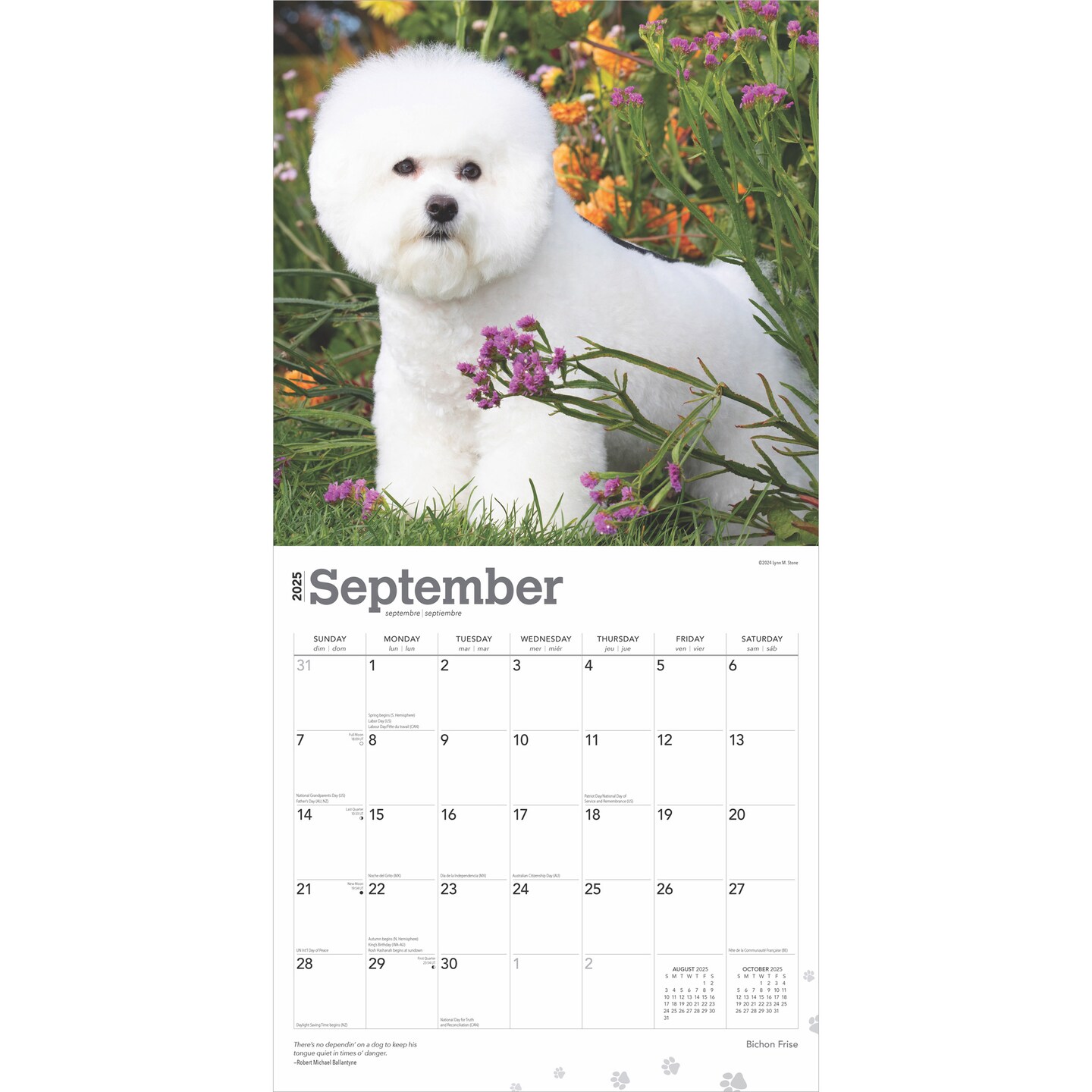 Bichon Frise | 2025 12 x 24 Inch Monthly Square Wall Calendar | Plastic-Free | BrownTrout | Animals Dog Breeds