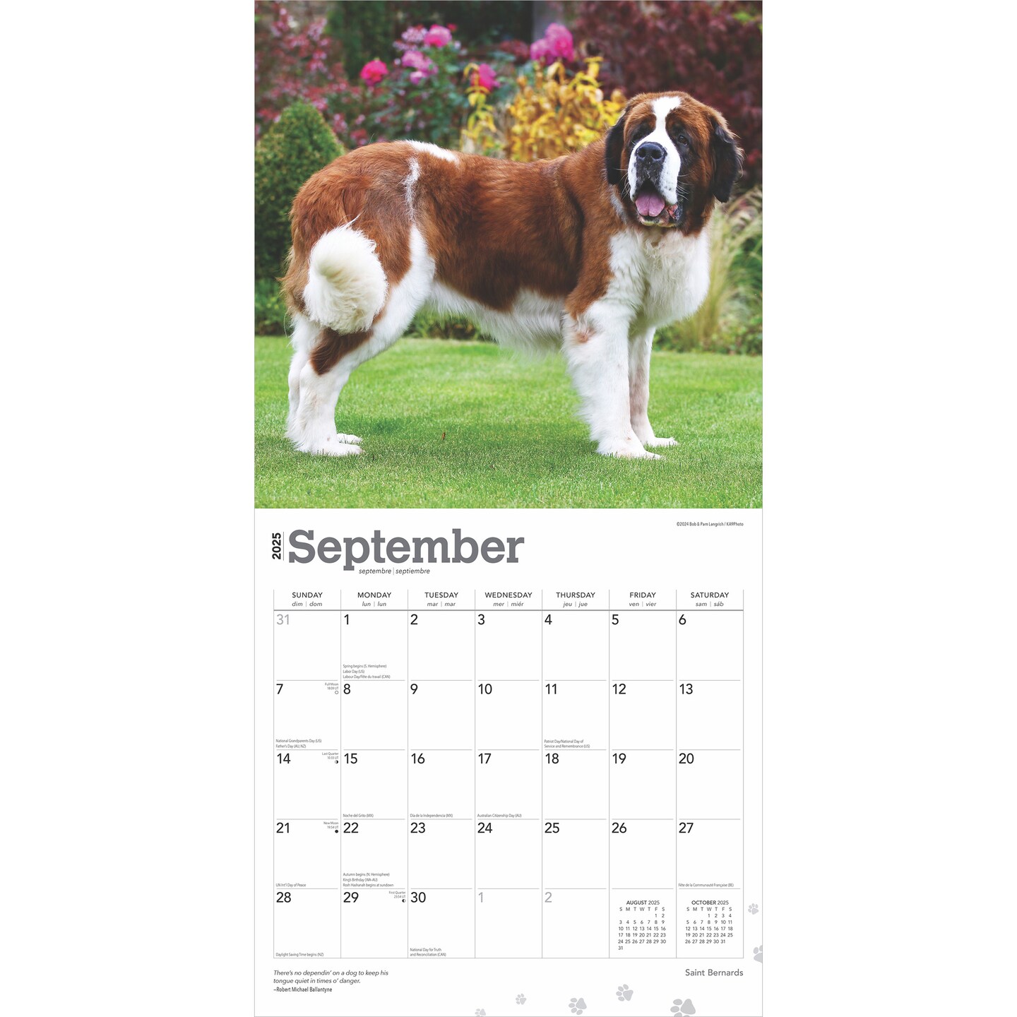 Saint Bernards | 2025 12 x 24 Inch Monthly Square Wall Calendar | Plastic-Free | BrownTrout | Animals Dog Breeds