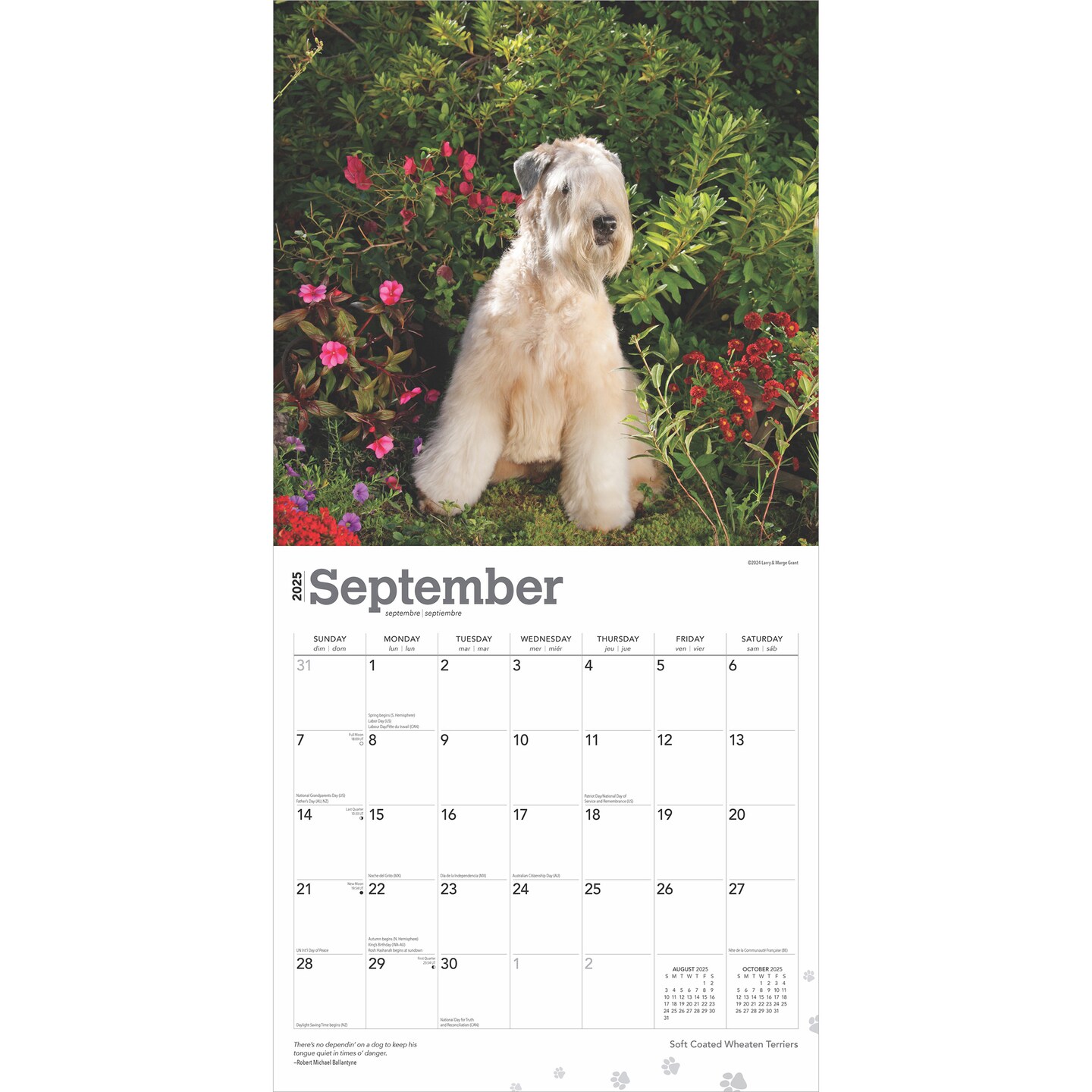 Soft Coated Wheaten Terriers | 2025 12 x 24 Inch Monthly Square Wall Calendar | Plastic-Free | BrownTrout | Animals Dog Breeds