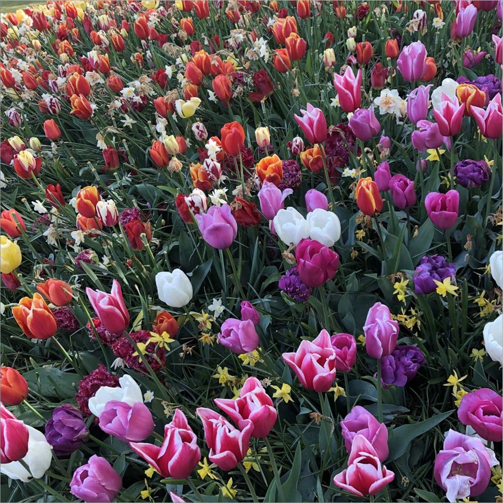 Tulips! Tulips! by Douglas Thom 24&#x22; x 24&#x22; Canvas Wall Art