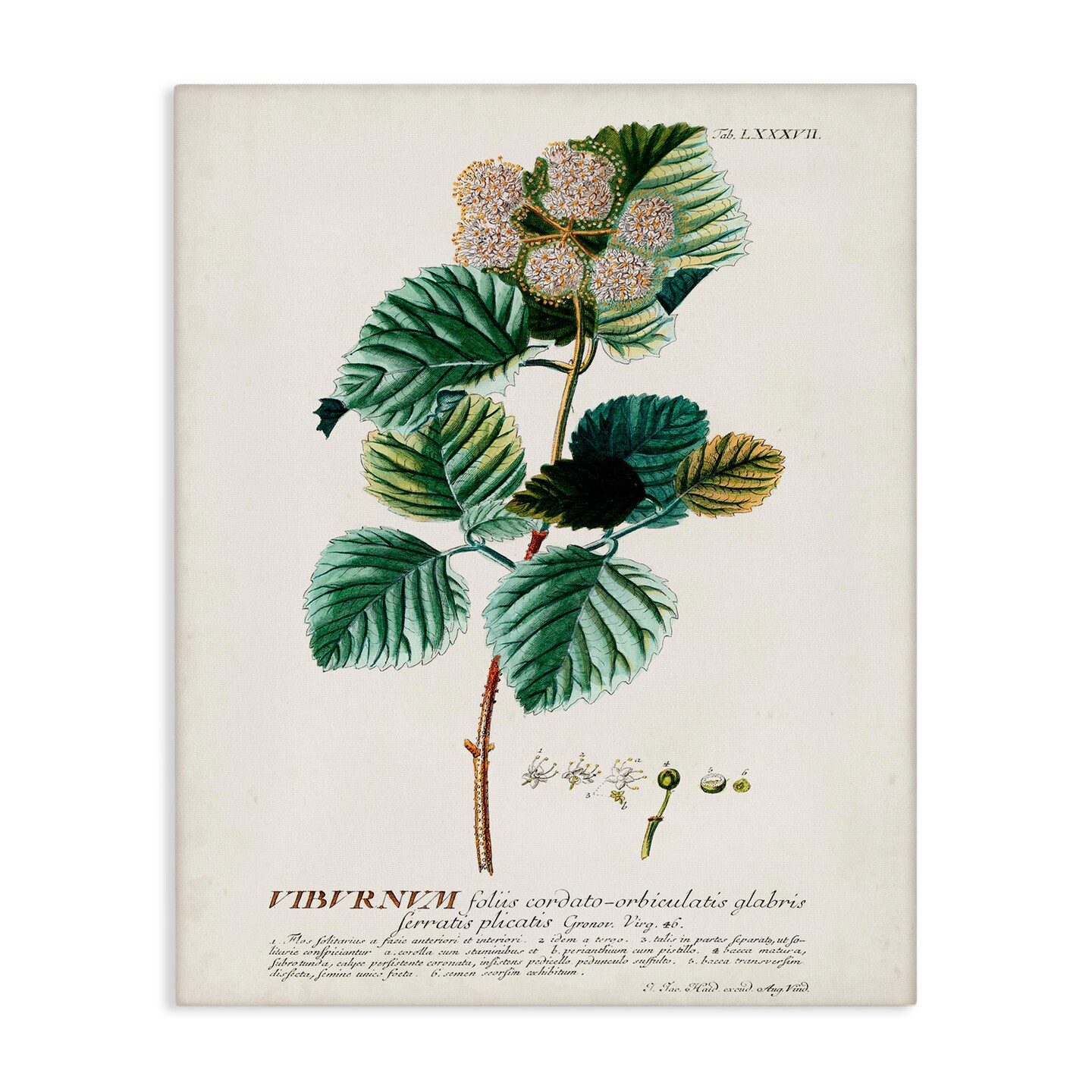 Stupell Industries Scientific Botanical Plant Seeds Canvas Wall Art