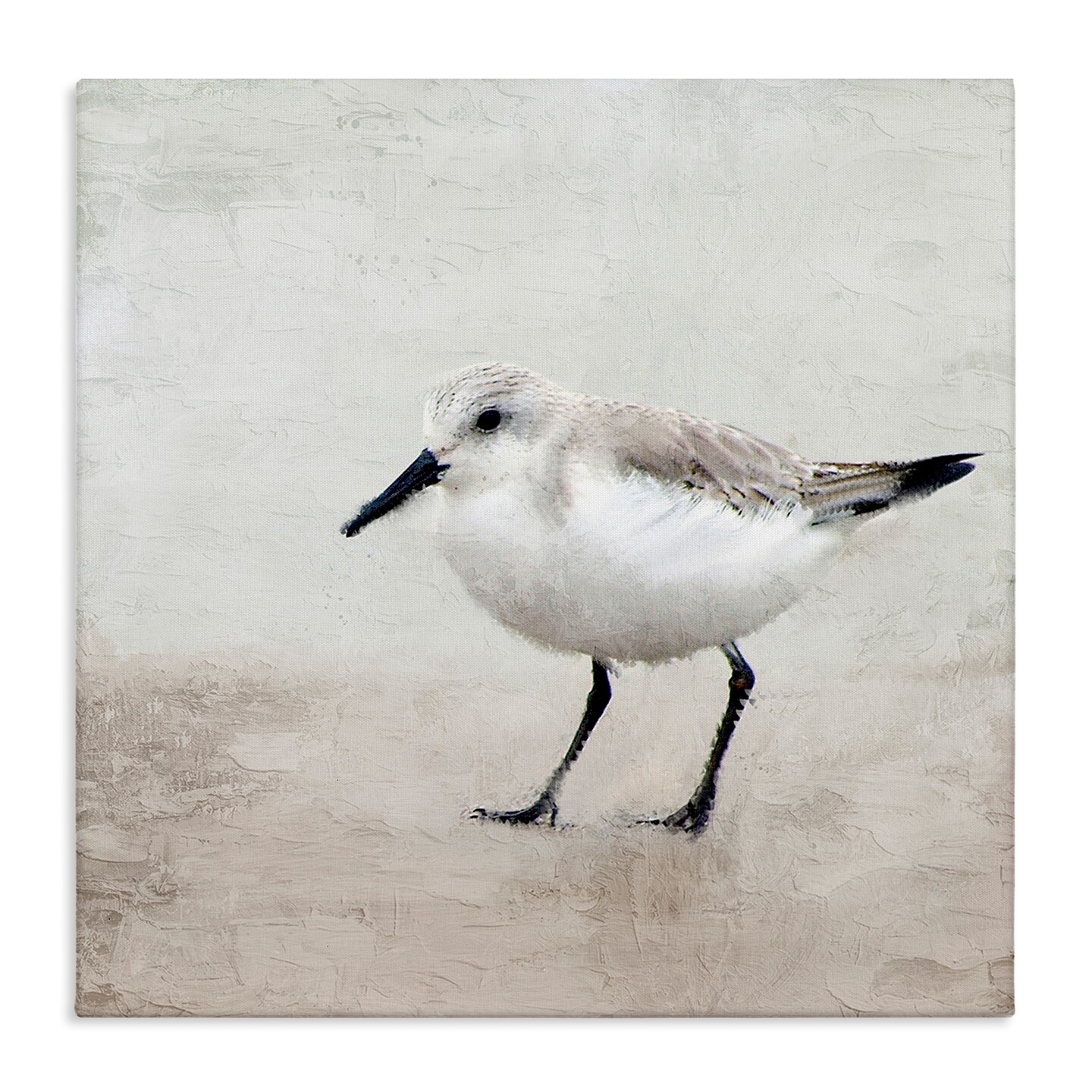 Stupell Industries Lone Sandpiper Bird Portrait Canvas Wall Art