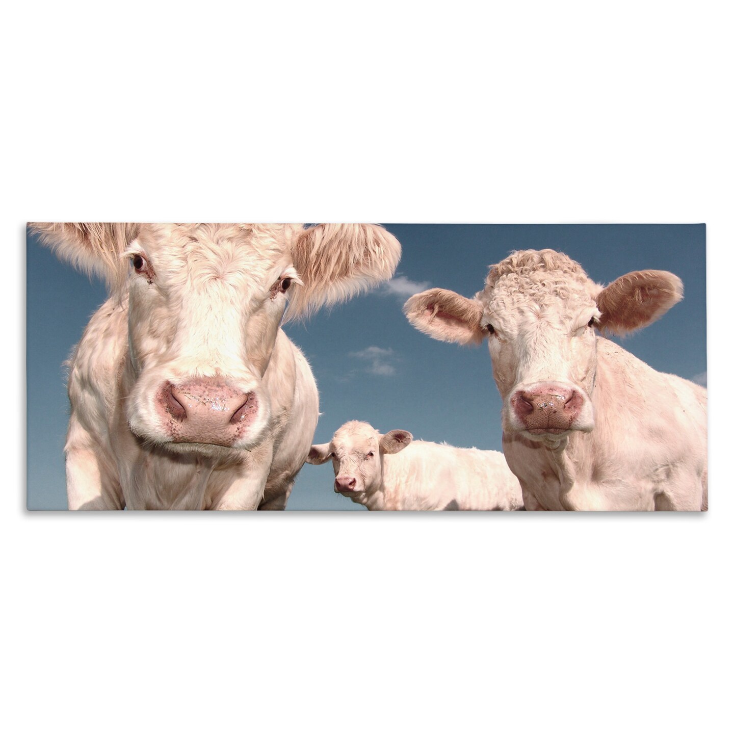 Stupell Industries Three White Cows Canvas Wall Art