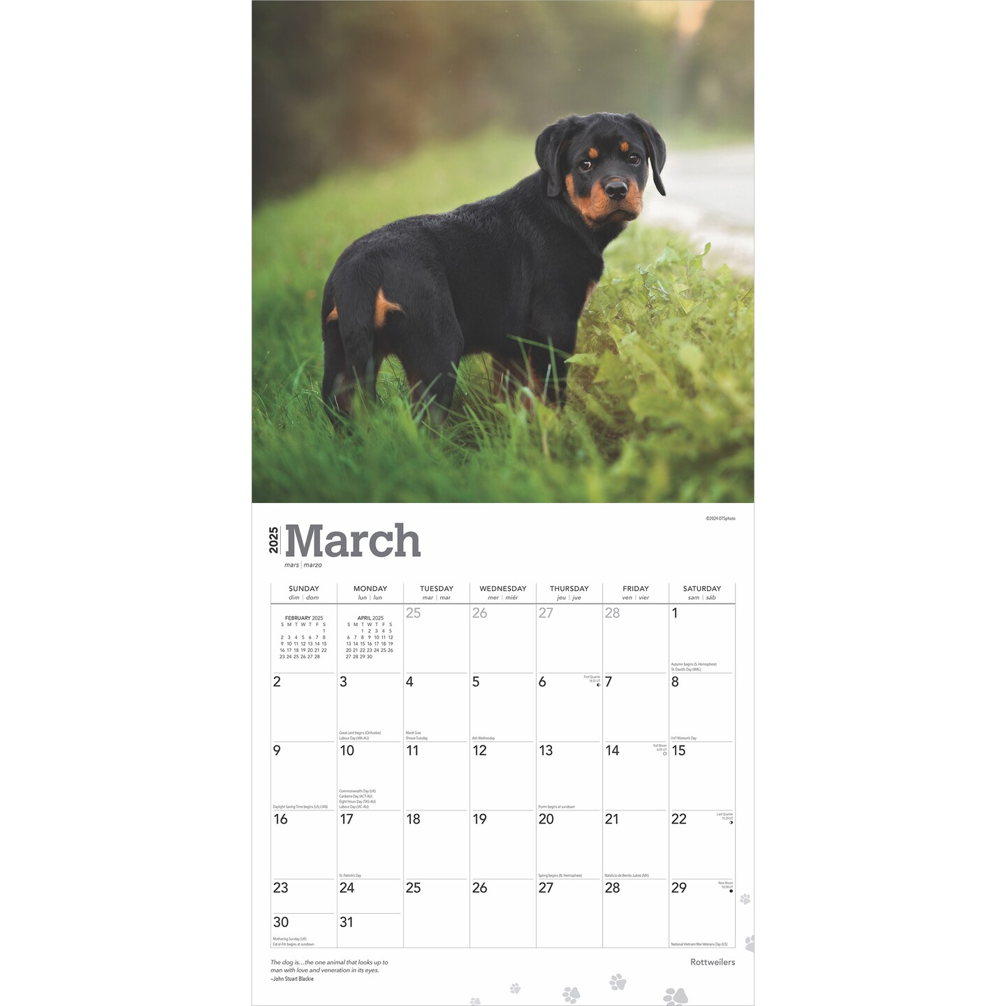 Rottweilers | 2025 12 x 24 Inch Monthly Square Wall Calendar | Plastic-Free | BrownTrout | Animals Dog Breeds
