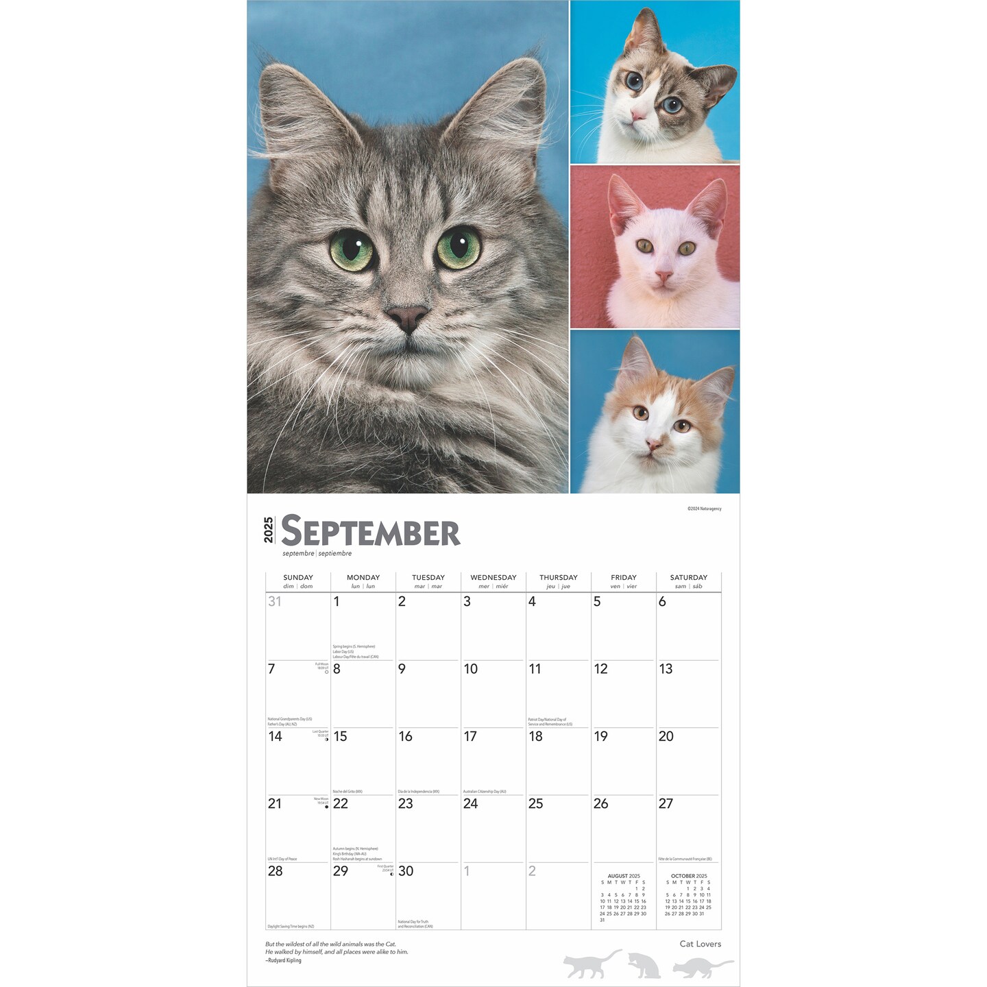 Cat Lovers | 2025 12 x 24 Inch Monthly Square Wall Calendar | Foil Stamped Cover | Plastic-Free | BrownTrout | Animals Domestic Kittens Feline